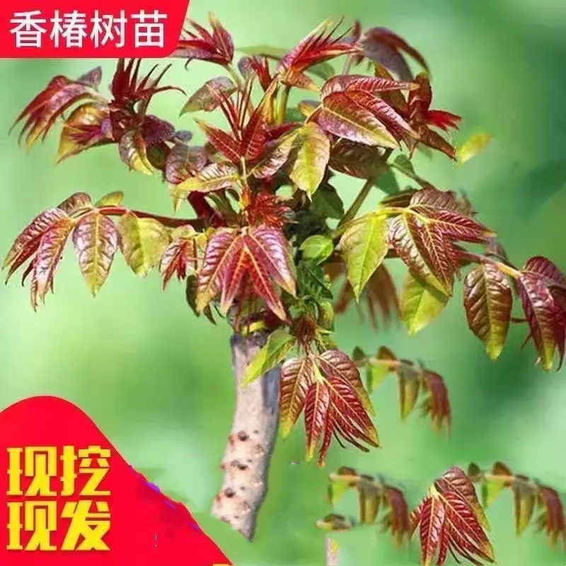 香椿红油绿油香椿南北方种植庭院水果树