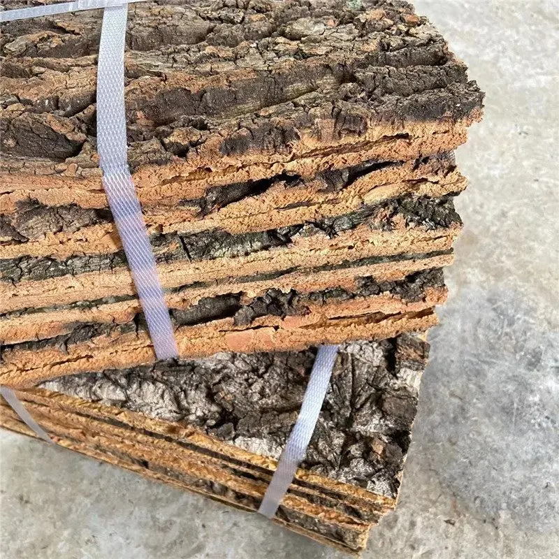 香槟树皮按斤香槟木造景水陆缸爬宠躲避橡鱼缸空气凤梨背景墙