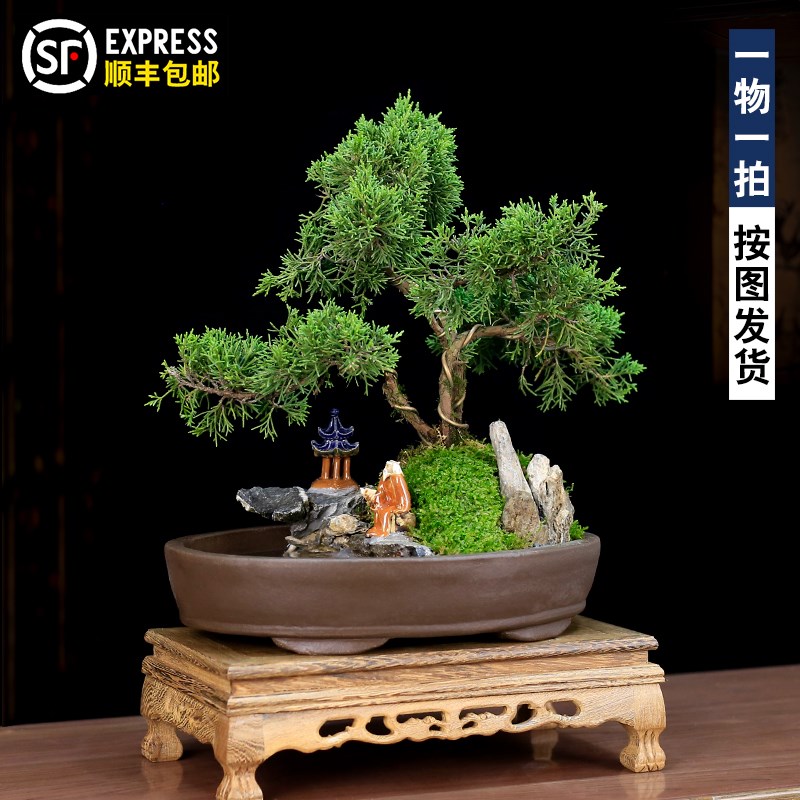 真柏盆景造型老桩山水假山植物树桩室内客厅办公室绿植盆栽松柏树