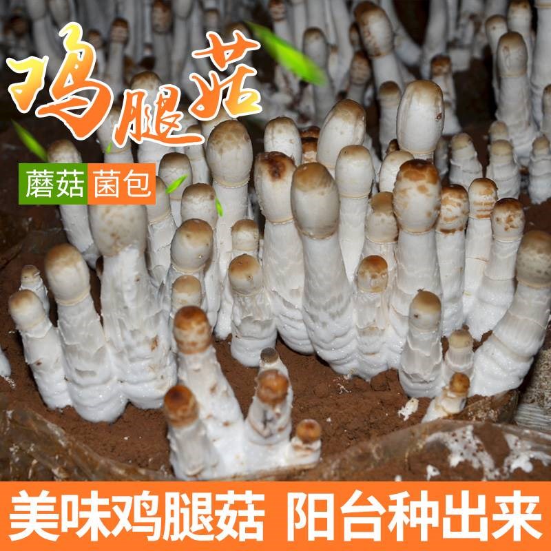 儿童观赏鸡腿菇食用菌菌包蘑菇种植菌包阳台趣味种植包邮蘑菇菌棒