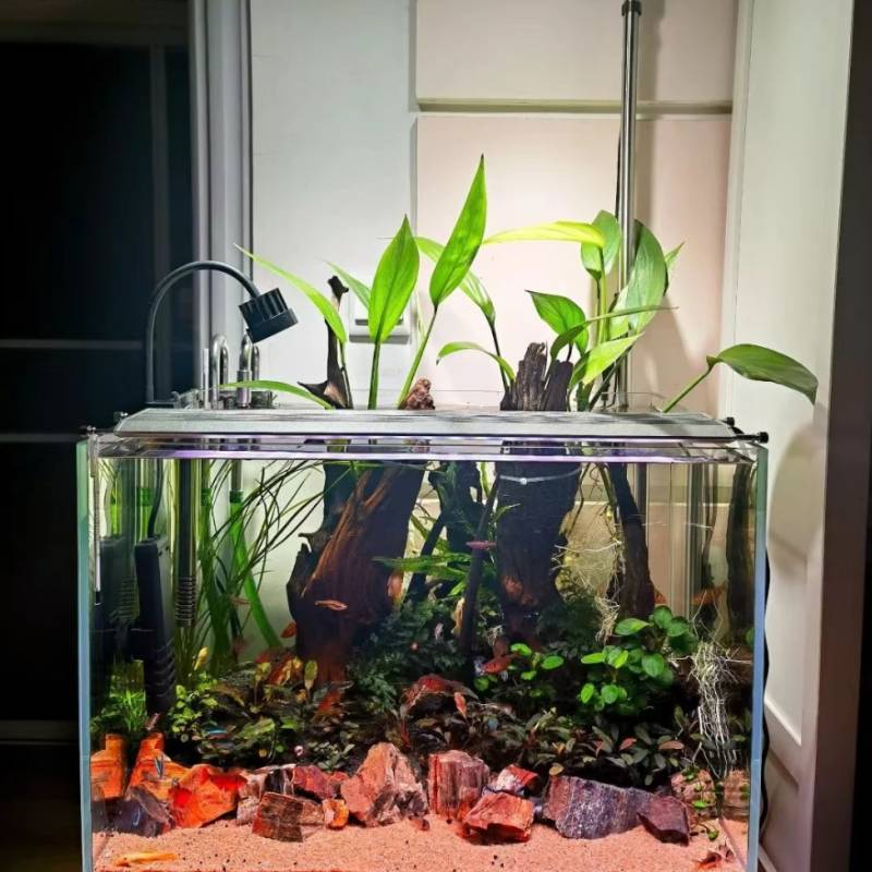 阿根廷皇冠水草泽泻科水培绿植淡水懒人水陆缸雨林缸造景挺水植物