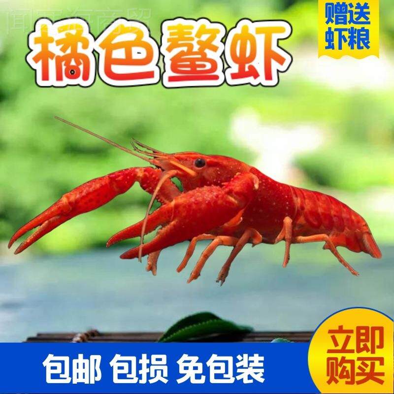 观鲜赏鳌水族QVO虾宠虾物活天空蓝魔虾淡水大型色小龙蓝虾苗龙纹
