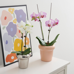 单株蝴蝶兰花盆银色精致小花盆白色陶瓷家用简约兰花盆专用套盆