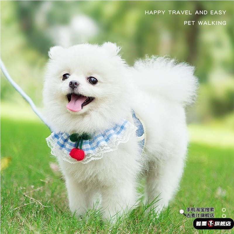 背心式狗狗牵引绳可调节狗链泰迪幼犬比熊小型犬博美网红胸背带,宠物/宠物食品及用品,猫牵引绳,淘宝优惠券,粉丝福利购,淘宝优惠卷