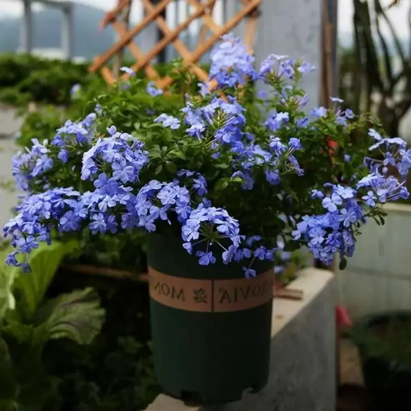 超凡蓝雪花白雪耐热好养植物花园庭院爬藤攀援花带花带土