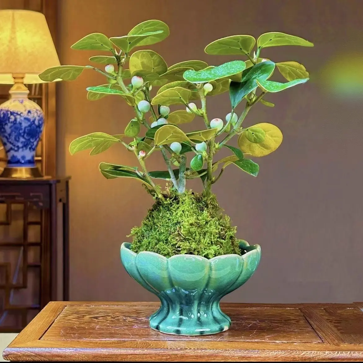 小盼菩提树中式禅意盆景带果发货四季常青室内桌面摆件花卉