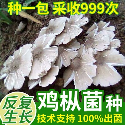 野生鸡枞菌菌种家种伞把菇菌种包居家种植三塔菌种菌包室内外种植