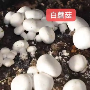 蘑菇菌种白蘑菇菌种食用菌盆栽阳台盆景四季种植菌种包双孢菇原种