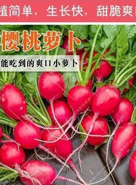 早熟水果樱桃小萝卜种子 春夏秋四季播蔬菜籽 阳台盆栽大田易种孑