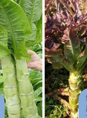 四季莴笋种子青皮绿肉香莴笋种子高产耐热耐寒春秋冬播蔬菜莴苣种