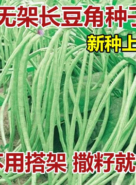 【新种上市】无架长豆角种子不搭架懒人豆角种籽高产农家蔬菜种子