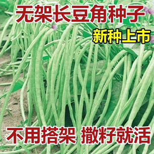 【新种上市】无架长豆角种子不搭架懒人豆角种籽高产农家蔬菜种子