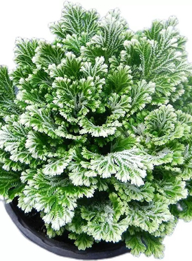 九死还魂草不死草中药材还阳草卷柏密罗木盆栽凤凰草遇水就活