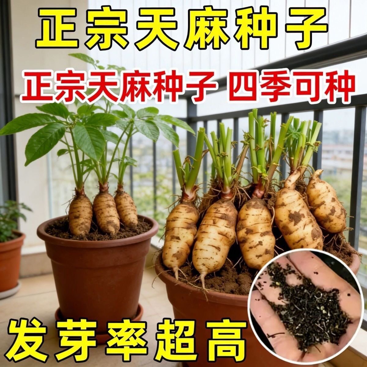 (正宗天麻籽)新鲜天然天麻种子四季种植天麻种子种植正品天麻图片