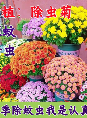 【驱蚊花种子】夏季除虫菊防虫菊种子防蚊虫花种子灭蚊子种子花卉