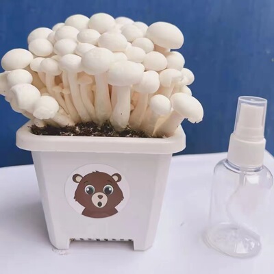 新款白玉菇菌种食用菌种植家庭阳台盆景栽培四季可种白蘑菇菌种包