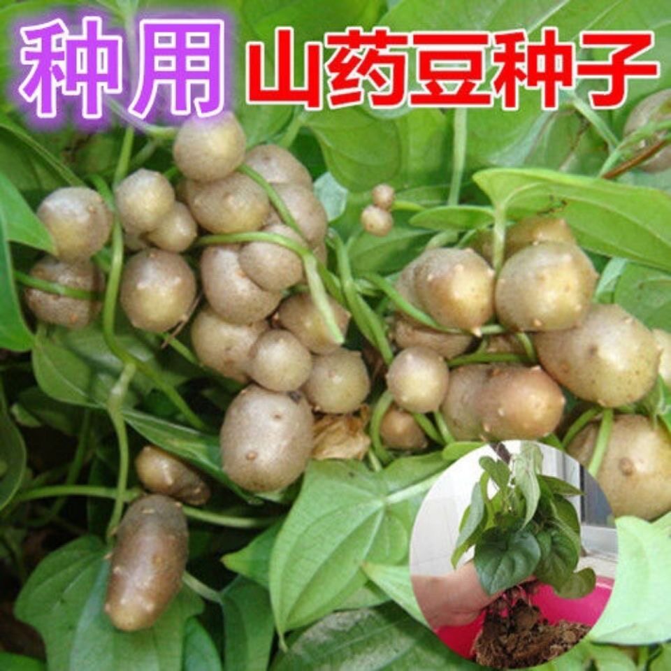 铁棍山药豆种子怀山药蛋淮山药种苗山药嘴子发芽的山药豆育苗盆栽
