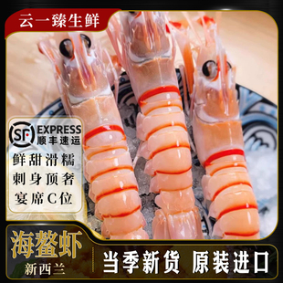 新西兰鳌虾刺身进口斯干比海鳌虾scampi刺身特大新鲜鲜活刺身日料