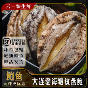 大连新鲜海捕鲍鱼鲜活超大海鲜水产生鲜特大刺身即食盘鲍九孔非冻