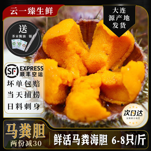 马粪海胆鲜活顺丰包邮6-8只/斤