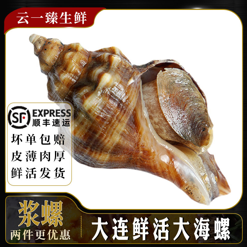 大连浆螺鲜活大海螺非红里螺