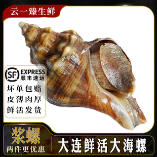 海螺鲜活贝壳浆螺新鲜天然特大号大连海鲜水产花螺响螺田螺刺身