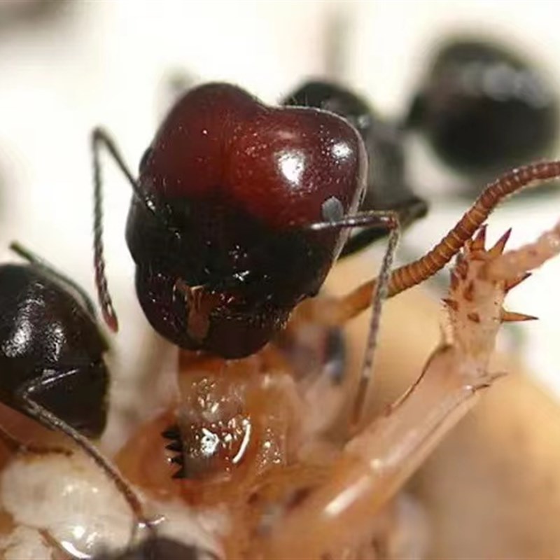 原生收获蚁野蛮收获蚁新手蚁好养爆产