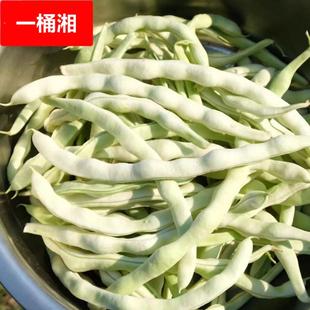 农家新鲜蔬菜东北白豆角 四季豆新鲜现摘芸豆白架豆白不老5斤包邮