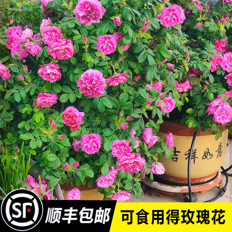 食用玫瑰花苗大马士革浓香盆栽庭院花卉平阴玫瑰室内阳台观赏植物