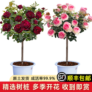树桩月季花苗树状玫瑰棒棒糖多花蔷薇盆栽耐寒大花浓香阳台庭院种