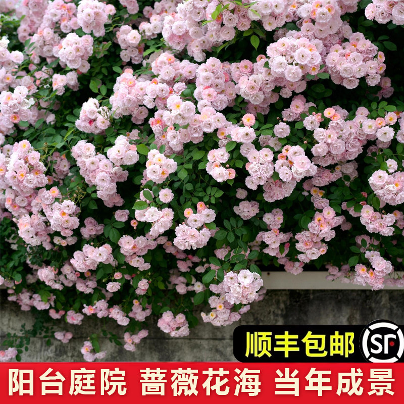 无刺粉团蔷薇花苗阳台庭院爬藤植物十姐妹多花粉红色浓香变色群开