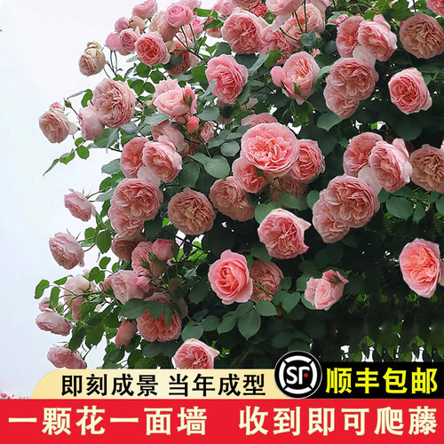 舍农索城堡的女人们藤本月季花苗