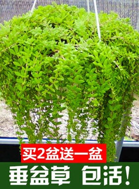 可食用垂盆草盆栽护盆草苗垂吊植物四季常青吊兰好养包成活