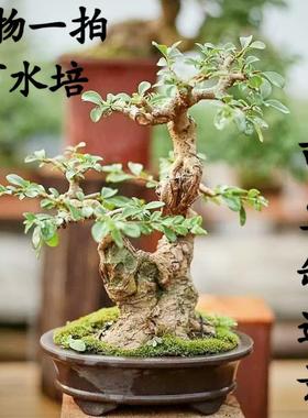 小叶米冬米叶冬青可水培鱼缸造景室内客厅摆放小品盆景盆栽绿植