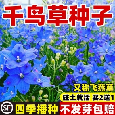 千鸟草四季飞燕草花种子籽耐寒庭院野花阳台盆栽小花蓝色易种春播