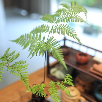 蕨类植物红磷蕨苔藓球水培绿植桌面盆栽耐阴好养茶室盆景去甲醛