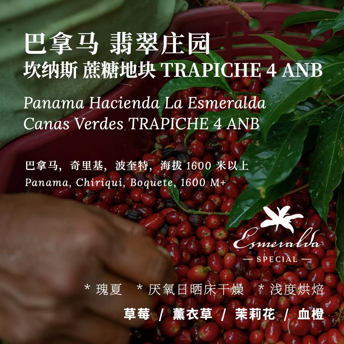 AC翡翠庄园TRAPICHE4ANB厌氧