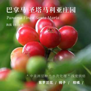【AC Coffee】巴拿马 圣塔马利亚中美洲水洗 浅度烘焙 精品咖啡豆