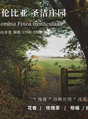 【AC Coffee】哥伦比亚圣洁庄园瑰夏精品咖啡豆