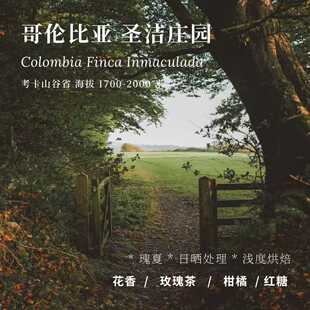 【AC Coffee】哥伦比亚圣洁庄园瑰夏精品咖啡豆