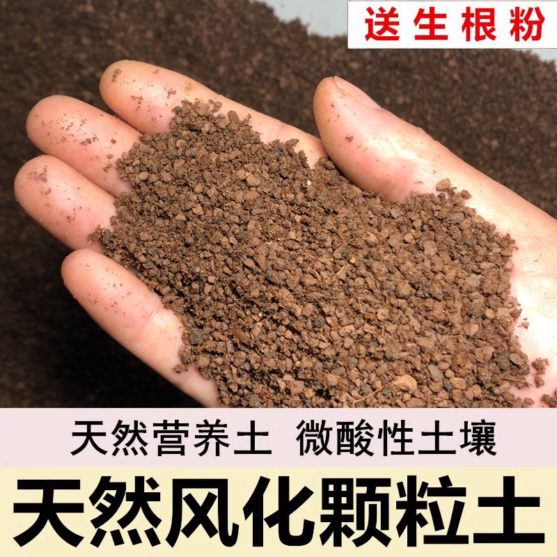 真柏土柏树地柏松柏专用土风化土颗粒土红沙土酸性盆景土赤玉土