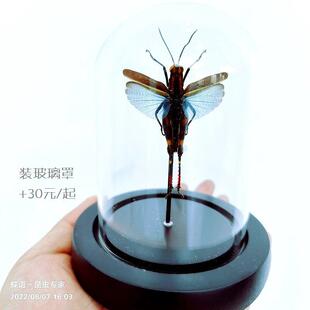 蝶语:直翅目昆虫标本 蝗虫螽斯蚂蚱蝼蛄蚱蜢蝈蝈蟋蟀 标本装饰画