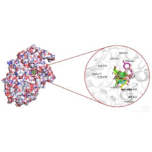 分子对接二维三维可视化作图