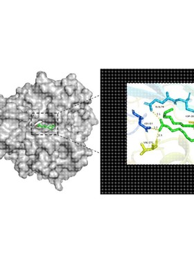 分子对接 分子动力学模拟 Autodock分子对接 PyMOL可视化