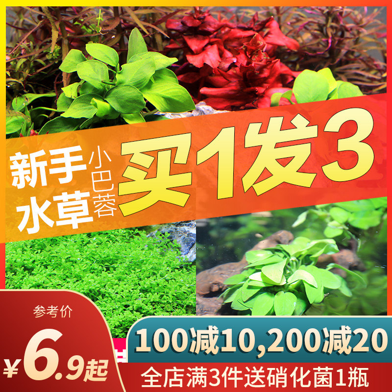 鱼缸水草植物真草造景套餐蜈蚣草增氧莫斯沉木趴地矮珍珠懒人水榕