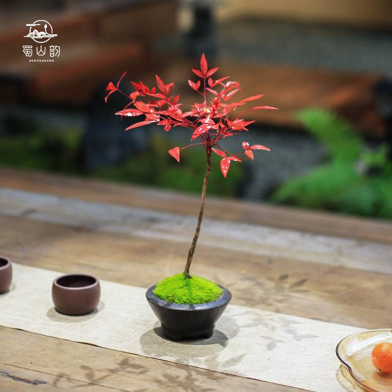 南天竹盆景高档室内观叶精品绿植办公室净化空气植物创意微型盆栽