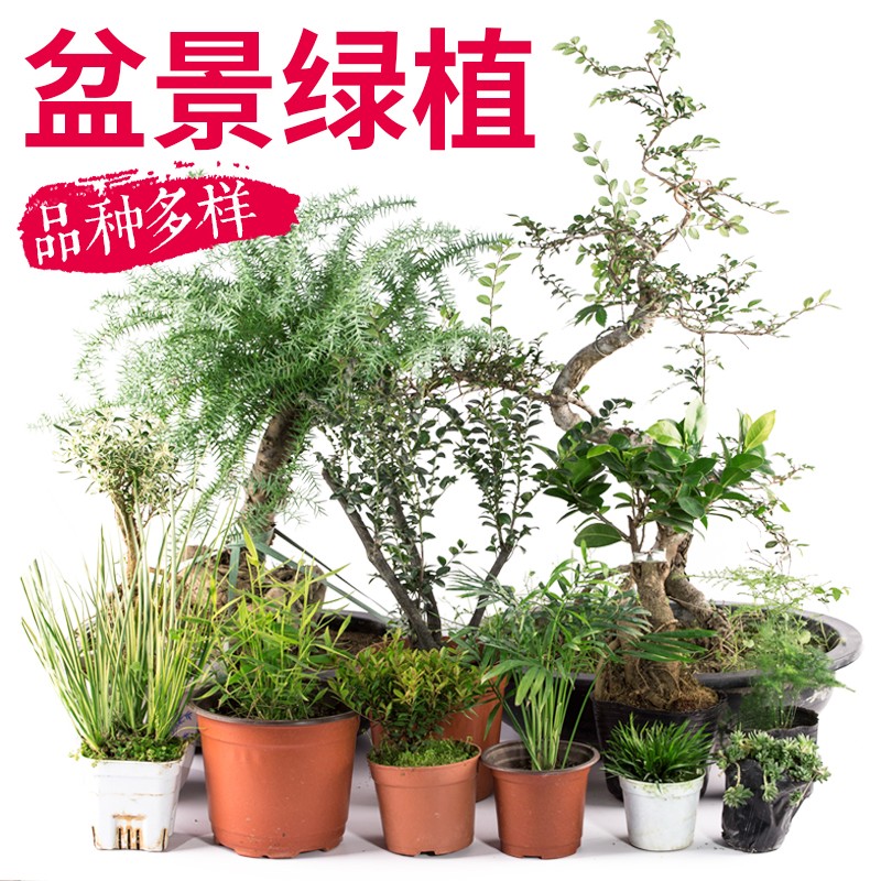 吸水石上水石假山盆景植物绿植小叶紫檀榕树文竹珍珠草菖蒲六月雪