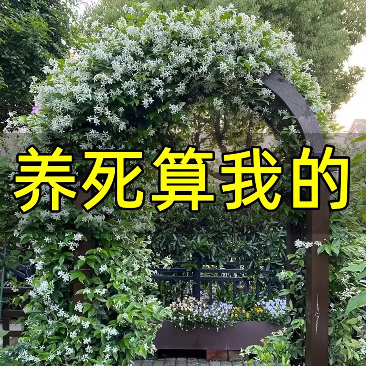 风车茉莉花苗盆栽大苗爬藤蔓花卉植物室内阳台银丝茉莉花四季常绿,鲜花速递/花卉仿真/绿植园艺,藤本/攀援植物,淘宝优惠券,粉丝福利购,淘宝优惠卷