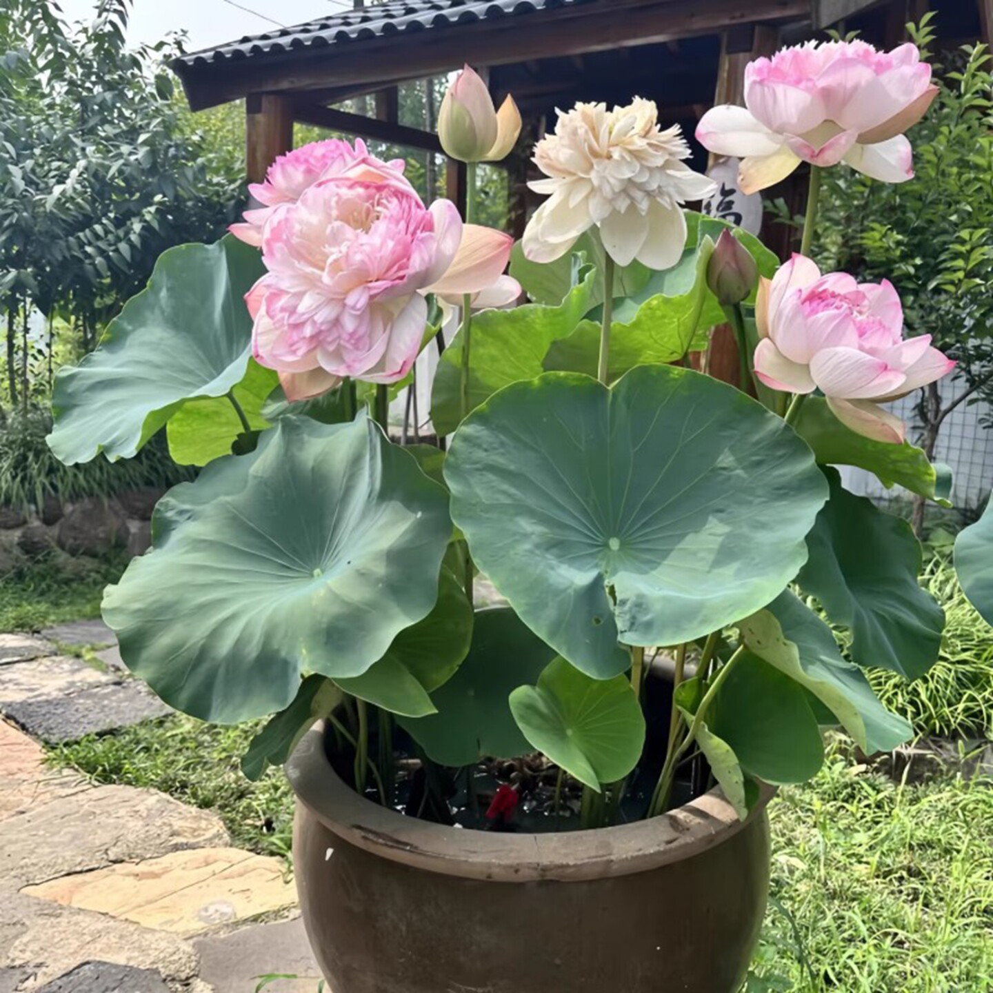观赏荷花苗盆栽水养鱼池塘碗莲苗庭院水缸莲藕种苗水生花卉植物