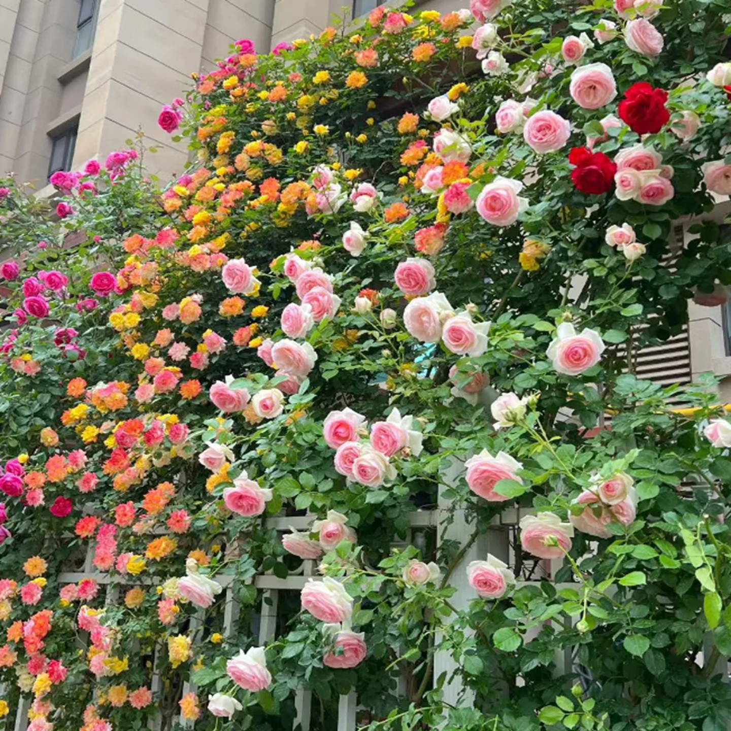 藤本月季花苗大花浓香花卉庭院耐寒花室内盆栽爬藤月季藤彩虹花苗,鲜花速递/花卉仿真/绿植园艺,藤本/攀援植物,淘宝优惠券,粉丝福利购,淘宝优惠卷